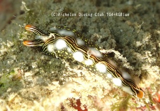 hanamidori241110-k.jpg