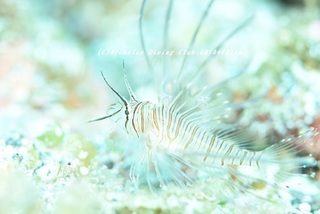 hanamino230829-n.jpg