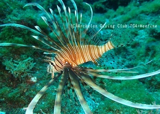 hanamino240624-s.jpg