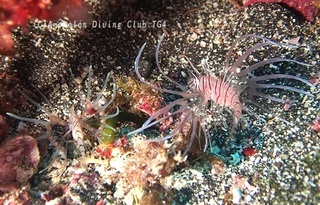 hanamino240822-n.jpg