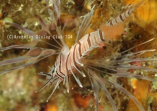 hanamino240829-s02.jpg