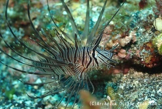 hanamino240831-s.jpg