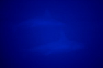 hanmer061208-1.jpg