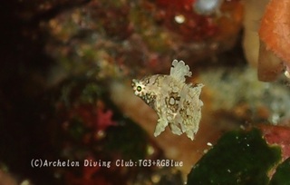 hashinagabera240711-aburado.jpg