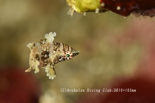 hashinagabera240724-s.jpg