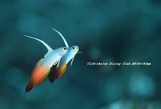 hatatate210122-ya.jpg