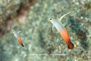 hatatate211018-ya.jpg