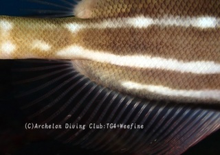herayagara240108-y.jpg