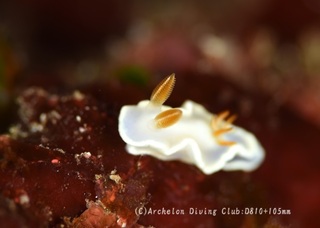 herishiro231126-n.jpg