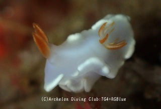 herishiro250127-y.jpg