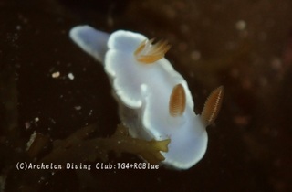 herishiro250409-y.jpg