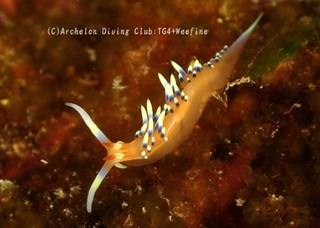 hibusamino240109-y.jpg