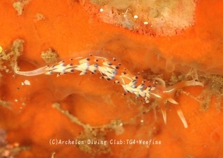 hibusamino240425-y.jpg