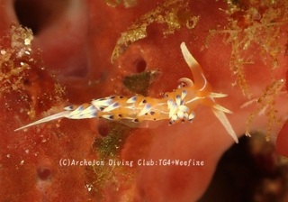 hibusamino240605-n.jpg