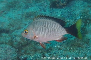 himehuedai231013-k.jpg