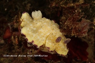 himekomon230809-k.jpg