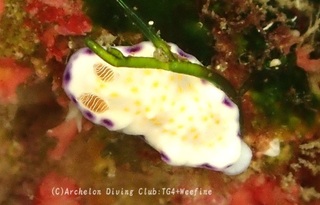 himekomon240625-s.jpg