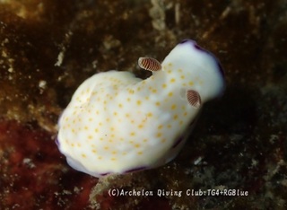 himekomon241110-k.jpg