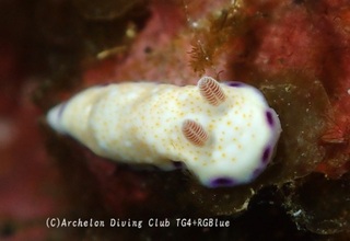himekomon241124-y.jpg