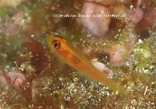 himenirami230807-tare.jpg