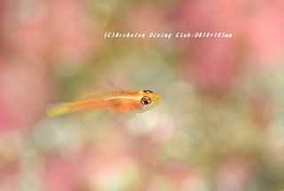 himenirami230828-n.jpg