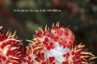 hinakodama241228-u.jpg