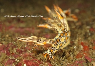 hiodoshi201108.jpg