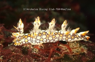 hiodoshi231118-s.jpg