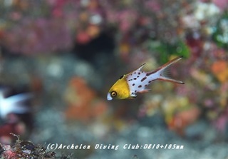 hiodoshibera181015-01.jpg