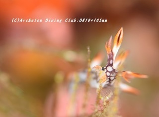hiodoshiyubi181226-06-s.jpg