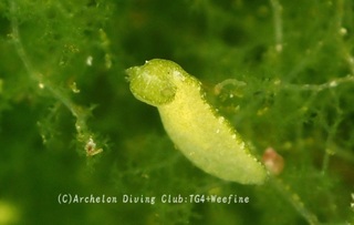hiramiru240530-s.jpg