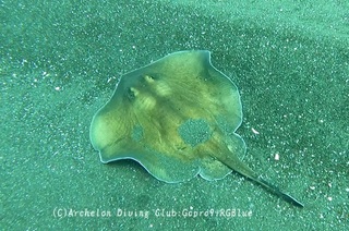 hirataei250409-y.jpg