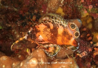 hireboshi230804-ao.jpg