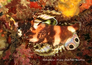 hireboshi240307-y.jpg