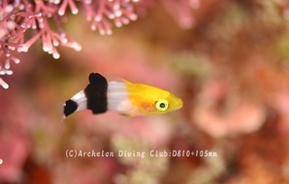 hiregurobera240509-y.jpg