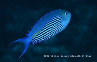 hirenagayakko240903-ide01.jpg