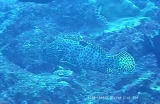hitomihata240129-n.jpg
