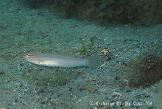 hohobeni240507-k.jpg