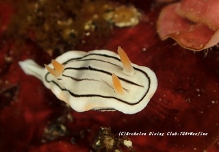 honnori210116-so.jpg
