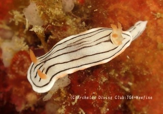 honnori231017-y.jpg