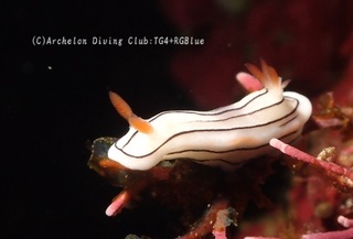 honnori240109-y.jpg