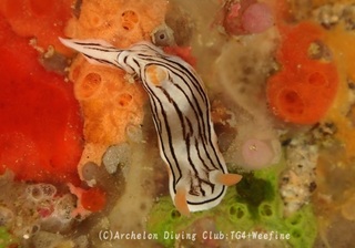 honnori240115-s.jpg