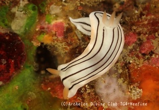 honnori240216-s.jpg
