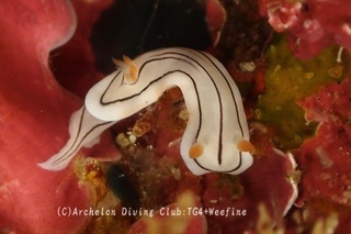honnori240220-s.jpg