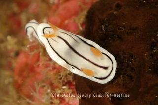 honnori240308-y.jpg