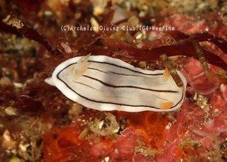 honnori240403-s.jpg