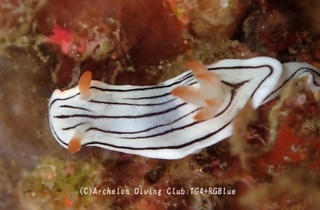 honnori241119-y.jpg