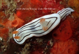 honnori241127-s.jpg