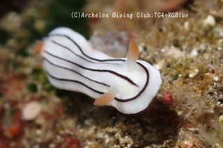 honnori241216-s.jpg