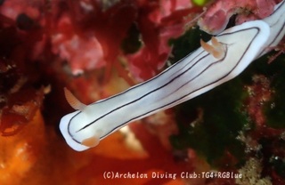 honnori250328-s.jpg